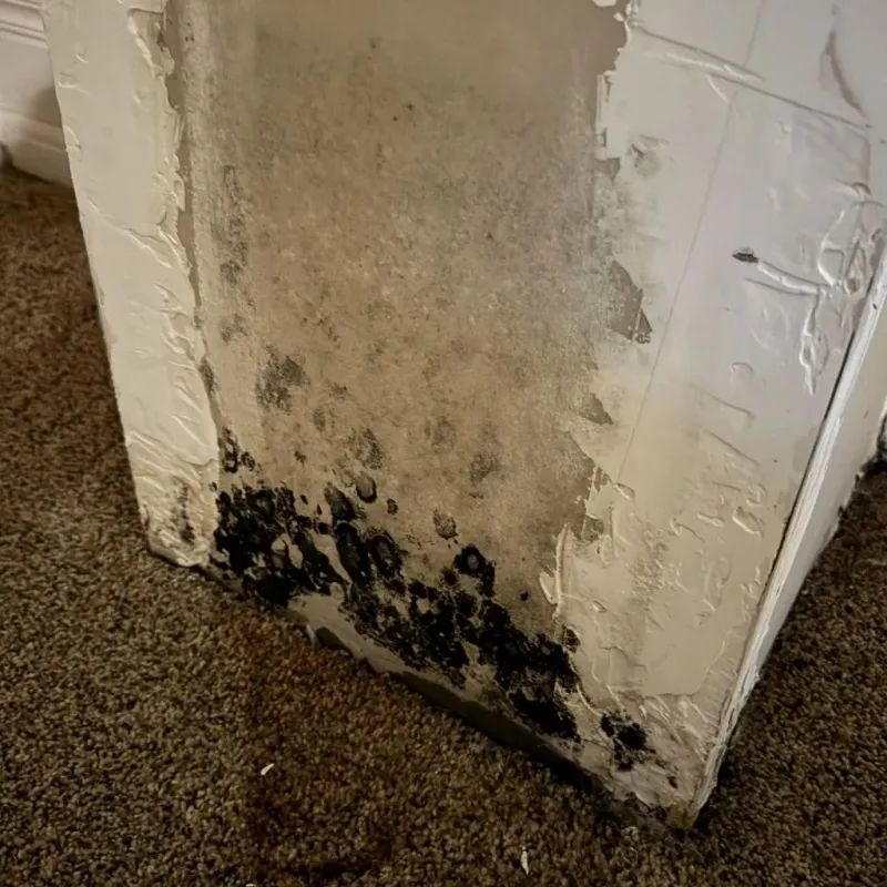 Professional Mold Removal in Mountain Iron, MN